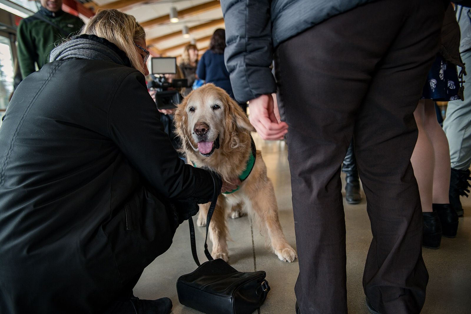 People kneeling to greet a golden retriever therapy dog at a celebration