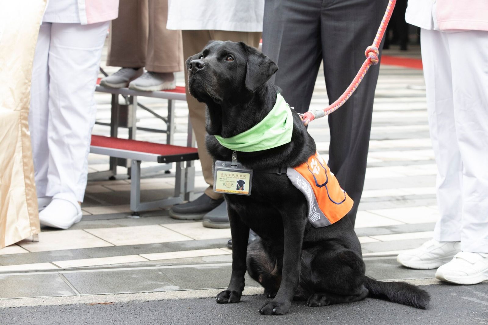 Black Labrador therapy dog in a green bandana and orange vest sitting in a hospital hallway