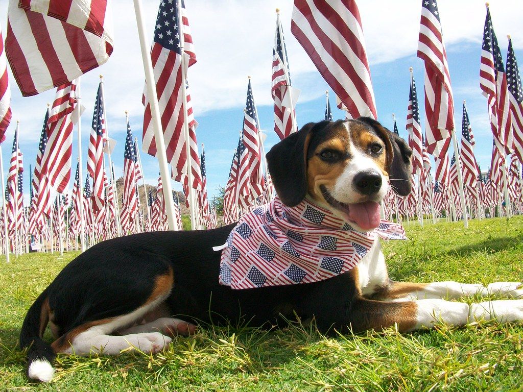 Beagle-mix dog wearing a stars-and-stripes bandana lying in grass among rows of American flags
