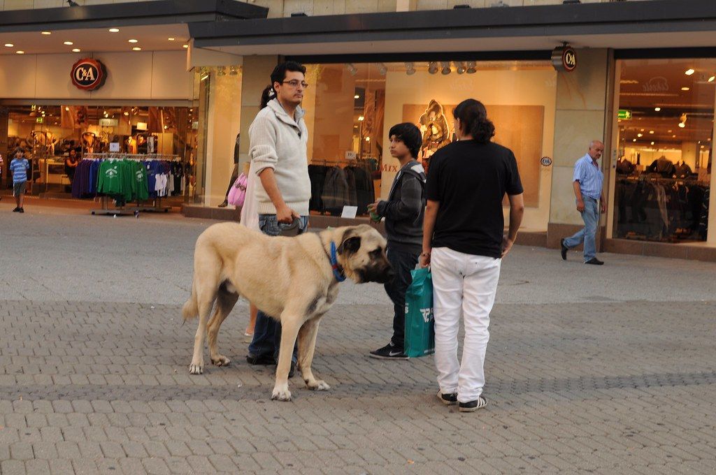 Large tan mastiff-type dog standing calmly on a leash in a busy pedestrian plaza