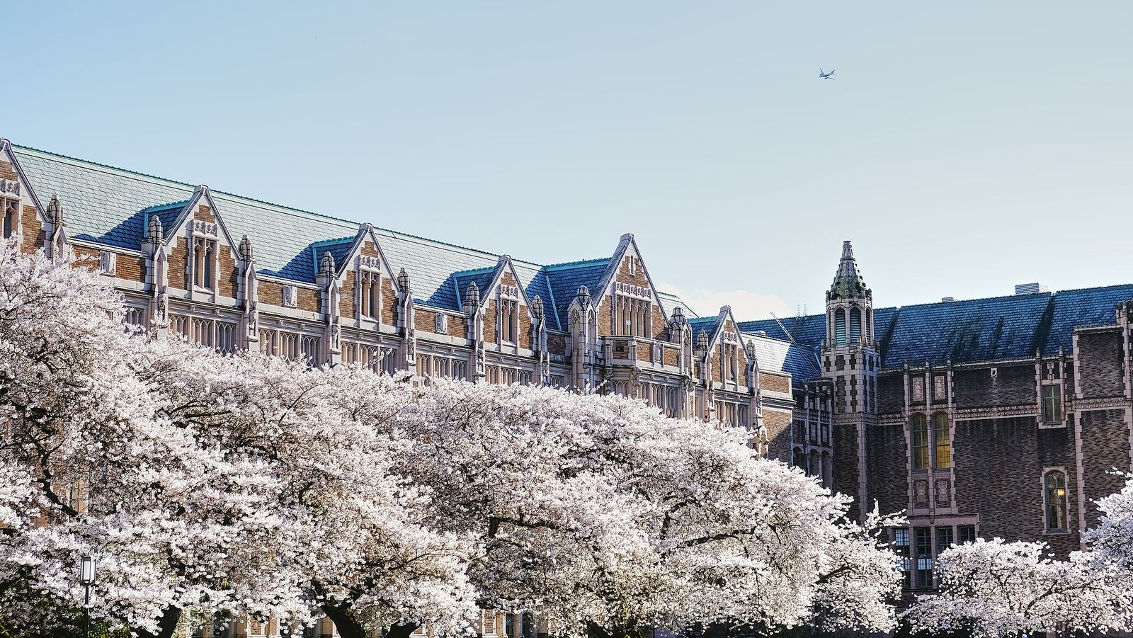 Cherry trees in bloom on the University of Washington quad