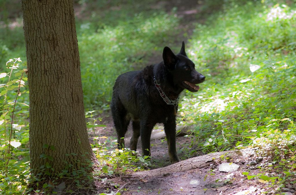 A black dog standing on a green forest trail