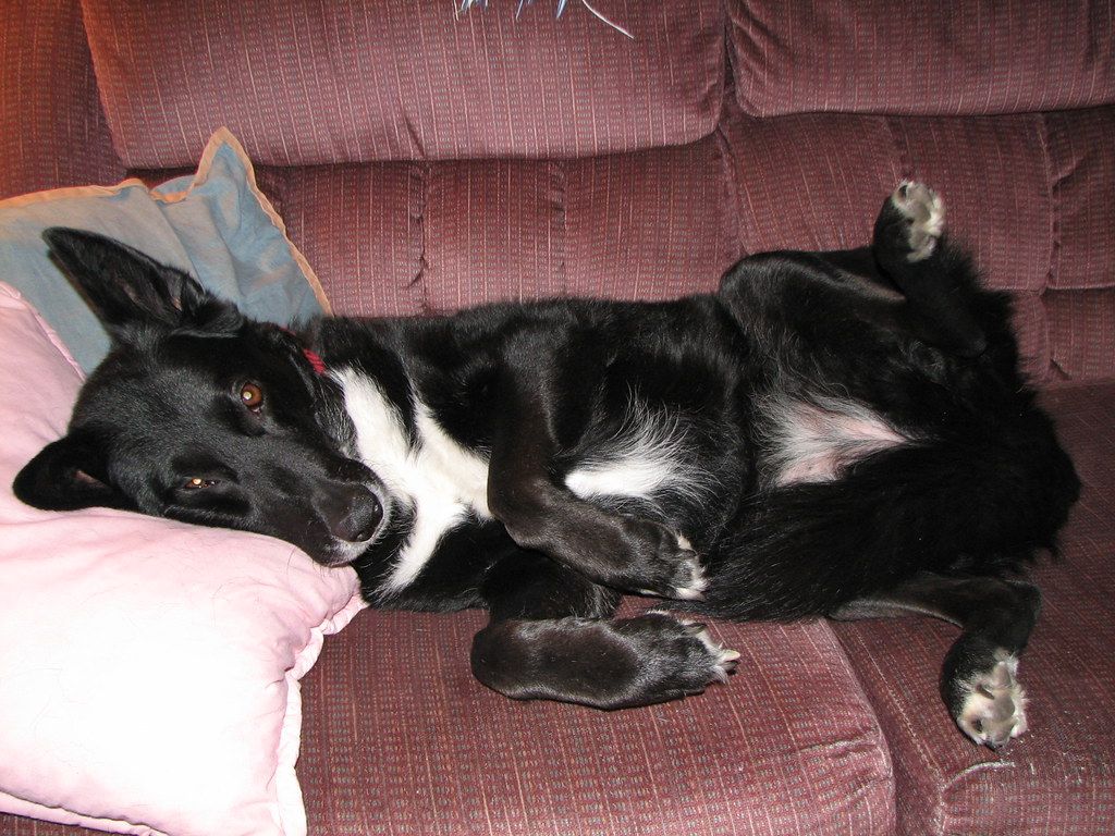 Two dogs settled together at home