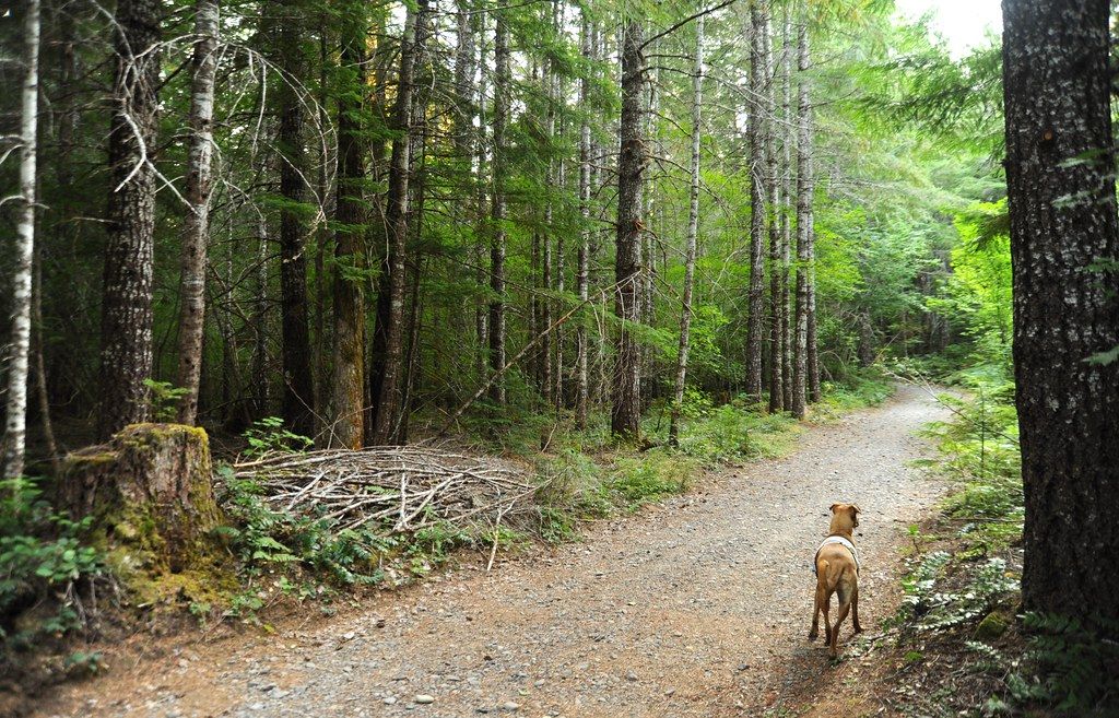 A wet green trail through Washington forest