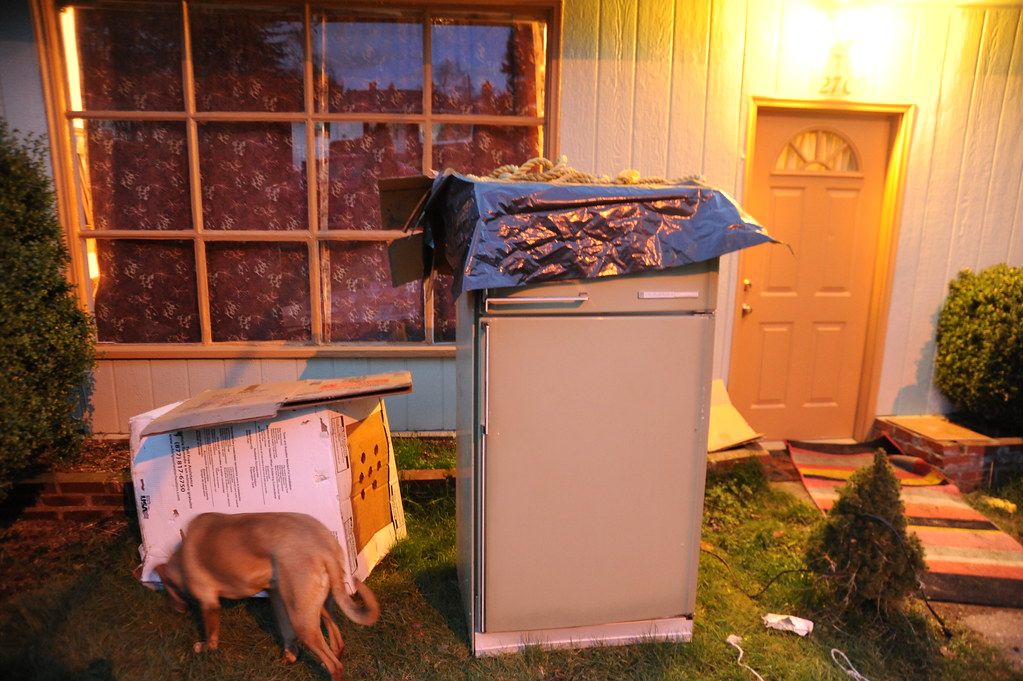 The front yard of a rented house with a dog on the lawn