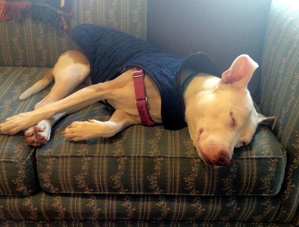 A dog resting quietly on a rug at home