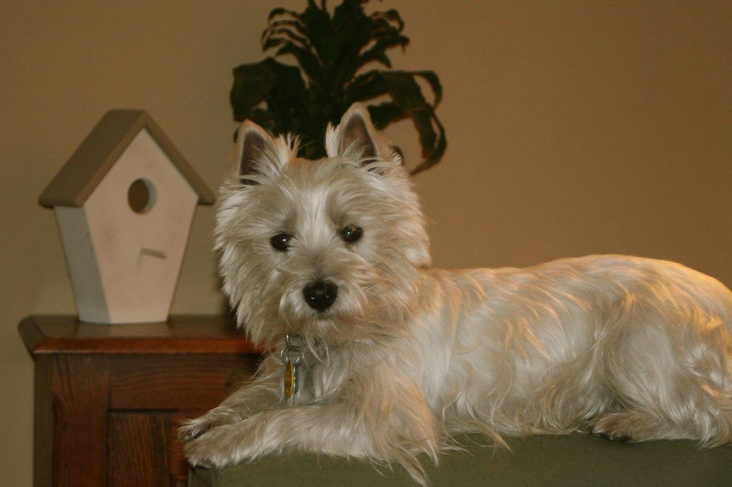 A small terrier sitting indoors beside a window