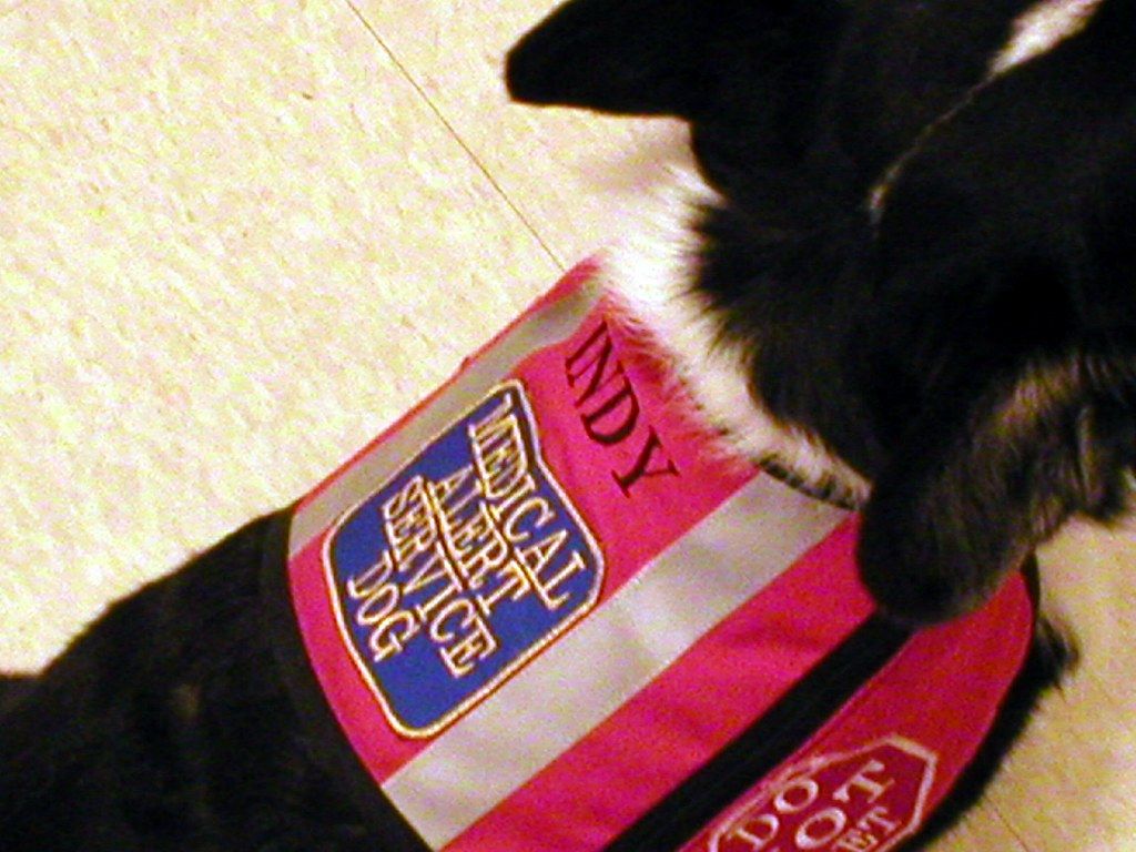 An embroidered patch on a working dog's harness