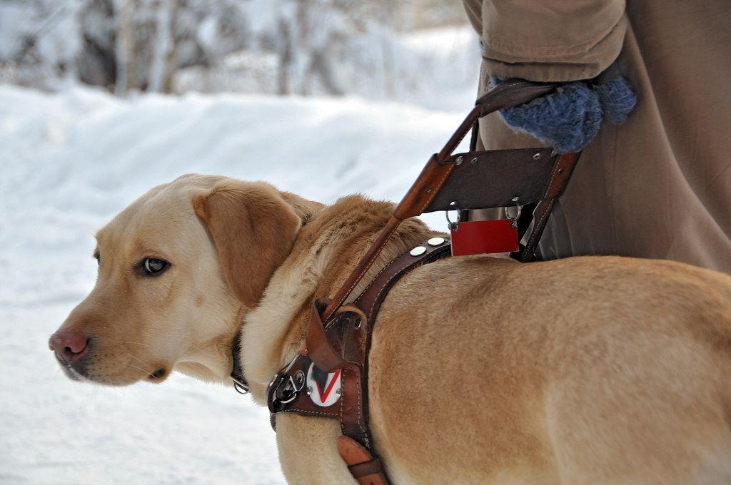 A guide dog in harness working beside its handler