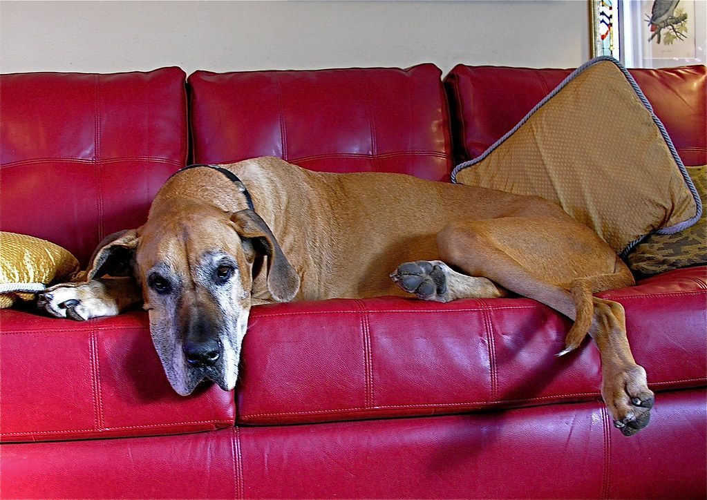 A large dog stretched out on a couch in a rented apartment