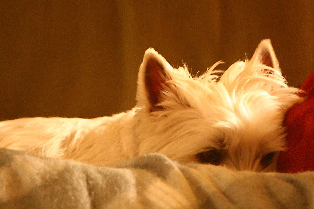 A small terrier peeking around a doorway at home