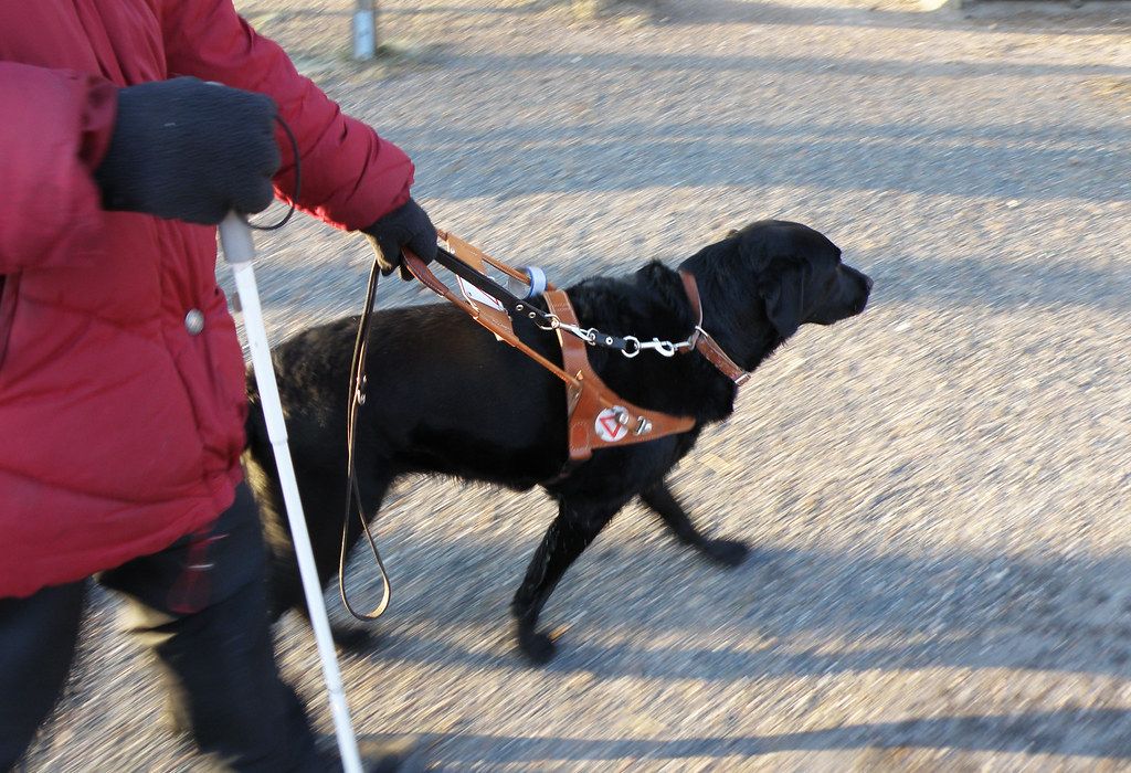A person walking with a white cane beside a black guide dog in harness
