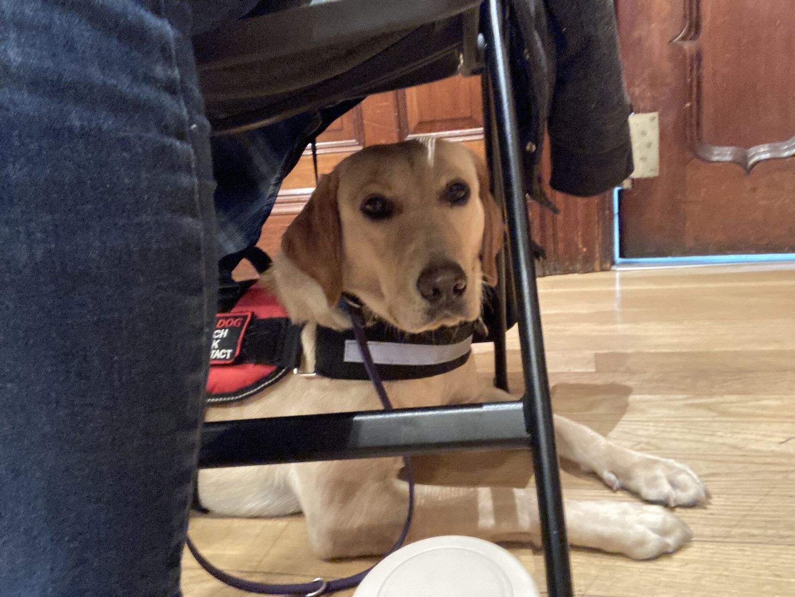 A service dog settled quietly under a chair at a table