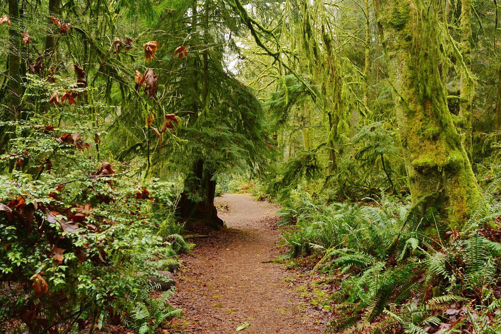 A fern-lined forest trail in Point Defiance Park, Tacoma