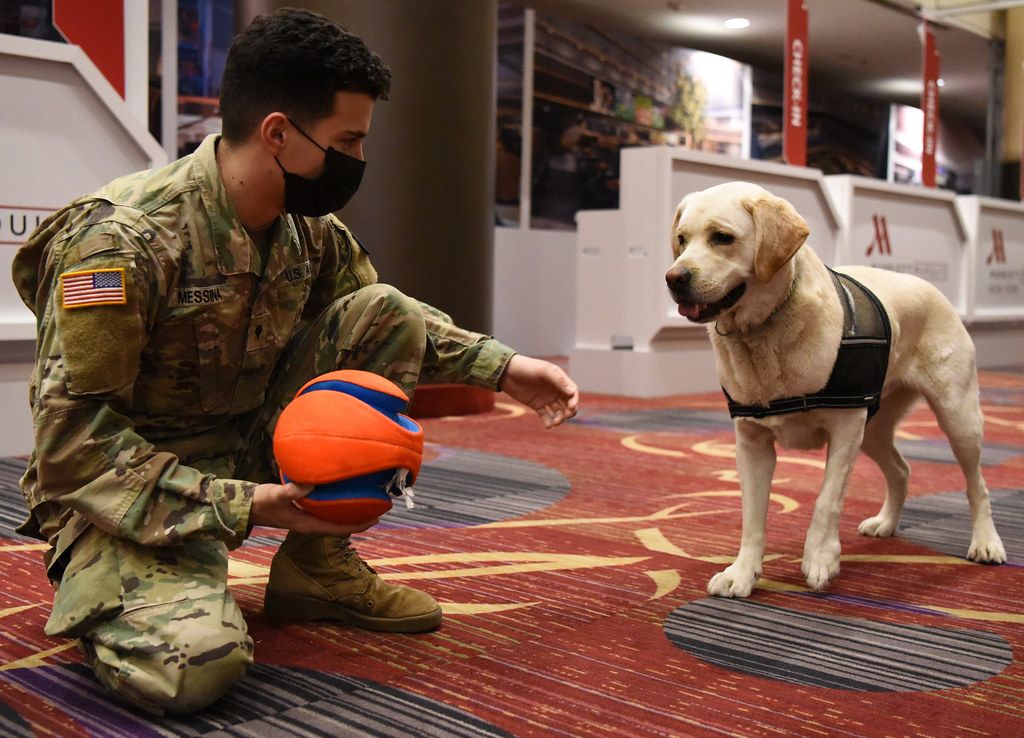 A soldier in uniform playing with a yellow labrador service dog indoors