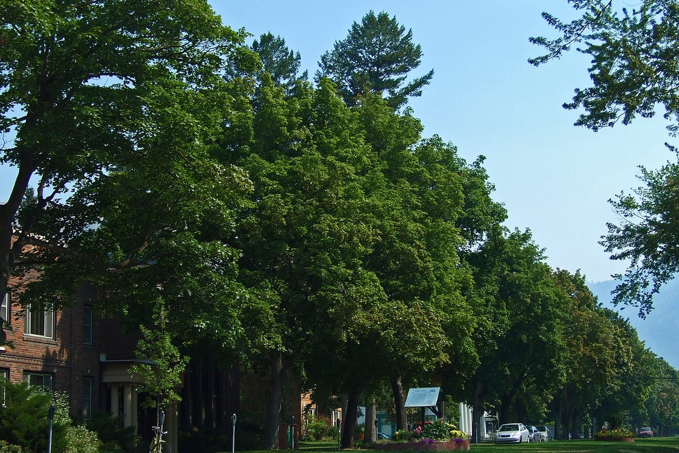 A tree-lined residential street in a Missoula historic district